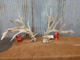 Upper 200 class Whitetail sheds