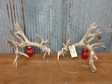 300 class Whitetail sheds