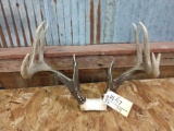 Canadian 4x5 Whitetail Rack On Skull Plate