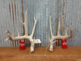 6 x 5 Whitetail sheds