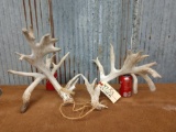 Lower 200 class Whitetail sheds