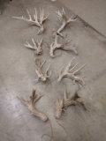 Four big sets of whitetail sheds