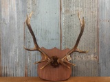 6x5 Elk Rack On Plaque