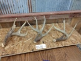 3 Nice Wild Whitetail Sheds