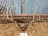 5x5 Mule Deer Rack