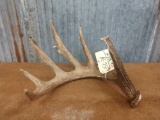 Sixpoint Canadian Whitetail shed