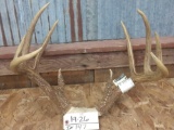 Nice 5x5 Wild Illinois Whitetail Rack