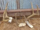 Nice 4x4 Wild Illinois Whitetail Rack