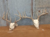 Two Whitetail racks on skull