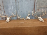 Three Whitetail racks on skull