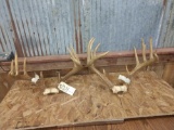 2 Illinois Whitetail Racks