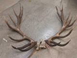 Big Red Stag Antlers on Cut Skull Plate