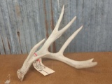 Mainframe 4 point Whitetail shed