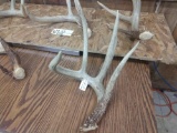 Nice group of 5 Wild Illinois Whitetail Sheds