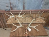 3 Sets Of Wild Whitetail Sheds