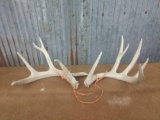 5 x 4 Whitetail sheds