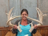 Big Set Of 200 Class Texas Whitetail Sheds