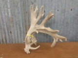 Big heavy Whitetail shed with drop tine