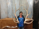 Big set of 6 x 6 elk sheds