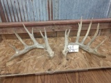 170 Class 6x5 Whitetail Sheds North Dakota