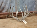 Gnarly Main Frame 5x5 Whitetail Rack On Skull Plate