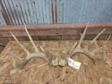 High 190 Class Whitetail Rack On Broken Skull Plate