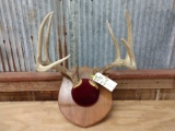 Wild Typical 5x5 Whitetail Rack On Plaque