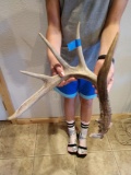 nice 5pt Canadian Whitetail shed