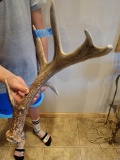 nice 5pt Canadian Whitetail shed With 5