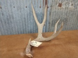 Nice 5 point mule deer shed with flyer