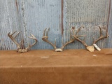 3 Whitetail racks on skull plate