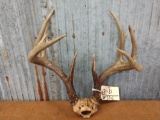 5x4 Whitetail Rack On Skull Plate with Unicorn Point