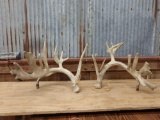 Gnarly Whitetail Sheds Lots Of Extras