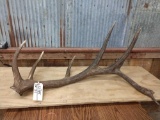 Single Elk Shed 10.8lbs