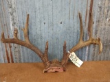 Freak 4x5 Whitetail rack on skull plate