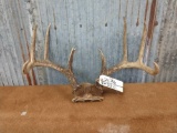 Nice 4x4 Whitetail Rack On Skull Plate