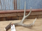 Nice Single Mule Deer Shed