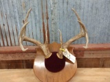 Typical 8 point Whitetail Rack On Plaque