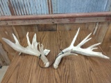 Heavy Mass Palmated Whitetail Sheds