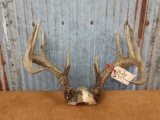 6x6 Whitetail Rack On Skull Plate