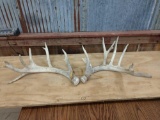 6x5 Whitetail Sheds