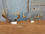 2 vintage Whitetail racks on skull plate