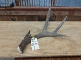 Single Mule Deer Shed