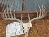 BIG Typical 7x6 Whitetail Rack On Skull