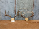 2 Whitetail racks