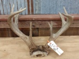 4x5 Whitetail Rack on Skull Plate