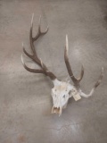 Freak 6x3 Elk Skull