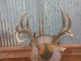 Main Frame 4x4 Whitetail Rack On Plaque