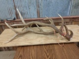 Nice Set Of Wild Elk Sheds