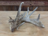 Main Frame 5 point Single Whitetail Shed